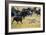 Cheetah (Acinonyx Jubatus) Chasing Wildebeests, Tanzania-null-Framed Photographic Print