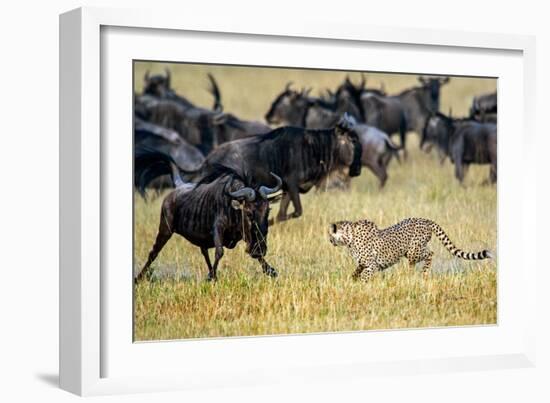 Cheetah (Acinonyx Jubatus) Chasing Wildebeests, Tanzania-null-Framed Photographic Print
