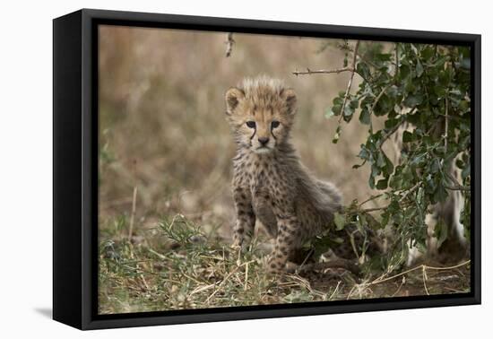 Cheetah (Acinonyx Jubatus) Cub About a Month Old-James Hager-Framed Premier Image Canvas