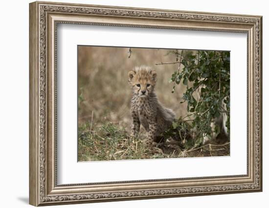 Cheetah (Acinonyx Jubatus) Cub About a Month Old-James Hager-Framed Photographic Print