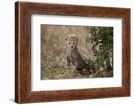 Cheetah (Acinonyx Jubatus) Cub About a Month Old-James Hager-Framed Photographic Print