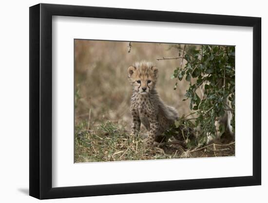 Cheetah (Acinonyx Jubatus) Cub About a Month Old-James Hager-Framed Photographic Print
