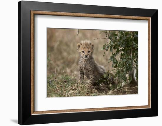 Cheetah (Acinonyx Jubatus) Cub About a Month Old-James Hager-Framed Photographic Print