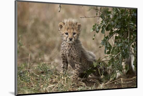Cheetah (Acinonyx Jubatus) Cub About a Month Old-James Hager-Mounted Photographic Print