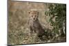 Cheetah (Acinonyx Jubatus) Cub About a Month Old-James Hager-Mounted Photographic Print