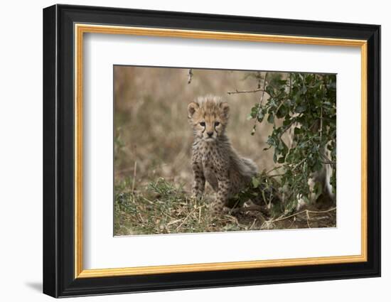 Cheetah (Acinonyx Jubatus) Cub About a Month Old-James Hager-Framed Photographic Print