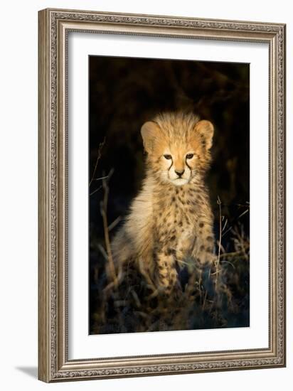 Cheetah (Acinonyx Jubatus) Cub in a Forest, Ndutu, Ngorongoro Conservation Area, Tanzania-null-Framed Photographic Print