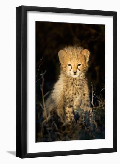 Cheetah (Acinonyx Jubatus) Cub in a Forest, Ndutu, Ngorongoro Conservation Area, Tanzania-null-Framed Photographic Print