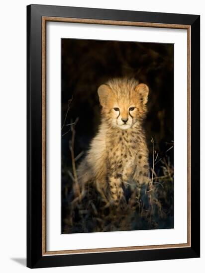 Cheetah (Acinonyx Jubatus) Cub in a Forest, Ndutu, Ngorongoro Conservation Area, Tanzania-null-Framed Photographic Print
