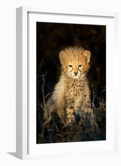 Cheetah (Acinonyx Jubatus) Cub in a Forest, Ndutu, Ngorongoro Conservation Area, Tanzania-null-Framed Photographic Print