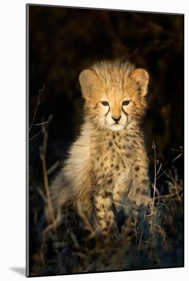 Cheetah (Acinonyx Jubatus) Cub in a Forest, Ndutu, Ngorongoro Conservation Area, Tanzania-null-Mounted Photographic Print