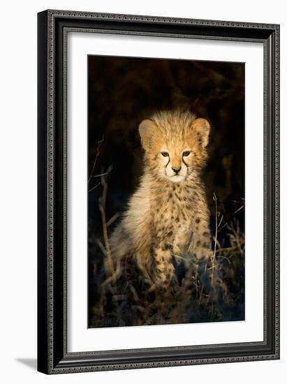 Cheetah (Acinonyx Jubatus) Cub in a Forest, Ndutu, Ngorongoro Conservation Area, Tanzania-null-Framed Photographic Print