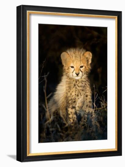 Cheetah (Acinonyx Jubatus) Cub in a Forest, Ndutu, Ngorongoro Conservation Area, Tanzania-null-Framed Photographic Print