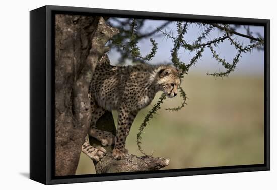 Cheetah (Acinonyx Jubatus) Cub in an Acacia Tree-James Hager-Framed Premier Image Canvas