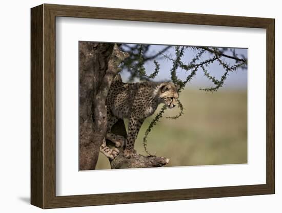 Cheetah (Acinonyx Jubatus) Cub in an Acacia Tree-James Hager-Framed Photographic Print