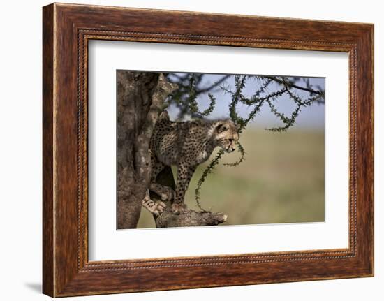 Cheetah (Acinonyx Jubatus) Cub in an Acacia Tree-James Hager-Framed Photographic Print