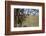 Cheetah (Acinonyx Jubatus) Cub in an Acacia Tree-James Hager-Framed Photographic Print