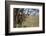 Cheetah (Acinonyx Jubatus) Cub in an Acacia Tree-James Hager-Framed Photographic Print