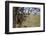 Cheetah (Acinonyx Jubatus) Cub in an Acacia Tree-James Hager-Framed Photographic Print