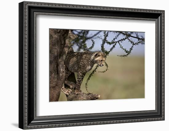 Cheetah (Acinonyx Jubatus) Cub in an Acacia Tree-James Hager-Framed Photographic Print