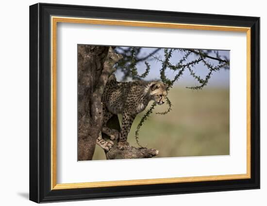 Cheetah (Acinonyx Jubatus) Cub in an Acacia Tree-James Hager-Framed Photographic Print