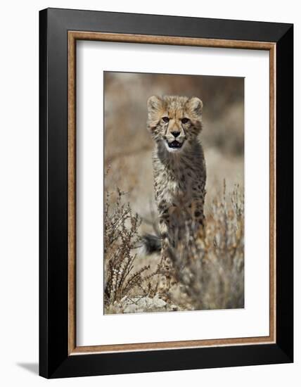 Cheetah (Acinonyx jubatus) cub, Kgalagadi Transfrontier Park, encompassing the former Kalahari Gems-James Hager-Framed Photographic Print