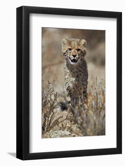 Cheetah (Acinonyx jubatus) cub, Kgalagadi Transfrontier Park, encompassing the former Kalahari Gems-James Hager-Framed Photographic Print