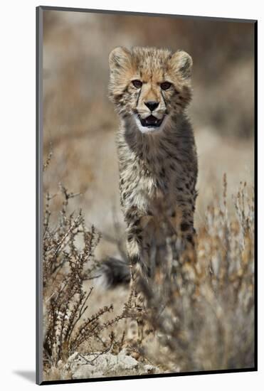 Cheetah (Acinonyx jubatus) cub, Kgalagadi Transfrontier Park, encompassing the former Kalahari Gems-James Hager-Mounted Photographic Print