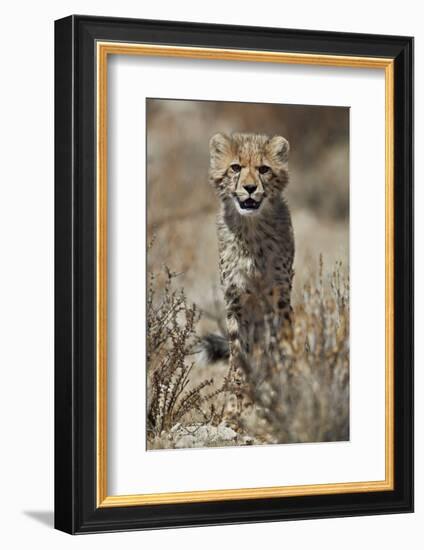 Cheetah (Acinonyx jubatus) cub, Kgalagadi Transfrontier Park, encompassing the former Kalahari Gems-James Hager-Framed Photographic Print