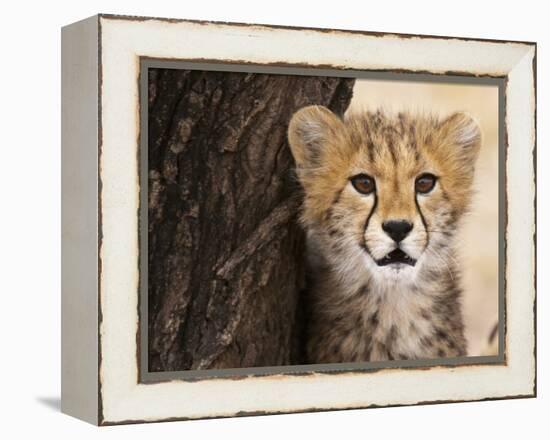 Cheetah (Acinonyx Jubatus) Cub, Masai Mara, Kenya, East Africa, Africa-Sergio Pitamitz-Framed Premier Image Canvas