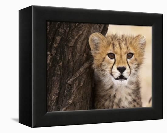 Cheetah (Acinonyx Jubatus) Cub, Masai Mara, Kenya, East Africa, Africa-Sergio Pitamitz-Framed Premier Image Canvas