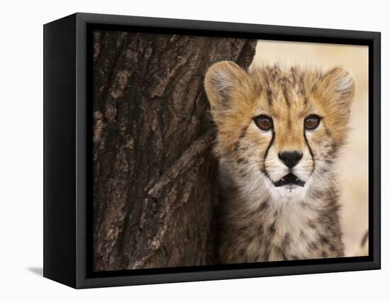 Cheetah (Acinonyx Jubatus) Cub, Masai Mara, Kenya, East Africa, Africa-Sergio Pitamitz-Framed Premier Image Canvas