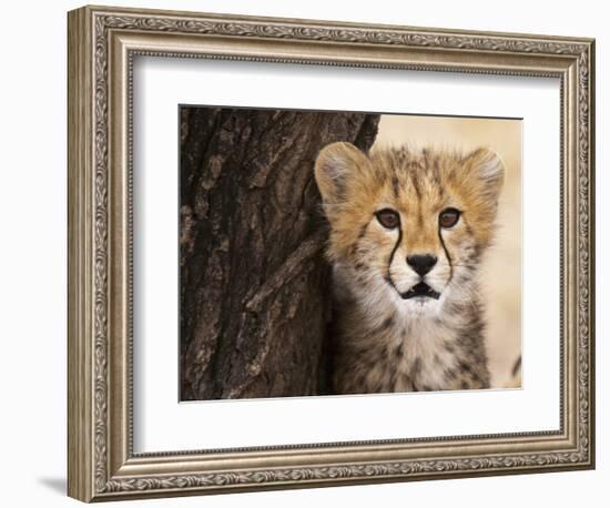 Cheetah (Acinonyx Jubatus) Cub, Masai Mara, Kenya, East Africa, Africa-Sergio Pitamitz-Framed Photographic Print