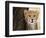 Cheetah (Acinonyx Jubatus) Cub, Masai Mara, Kenya, East Africa, Africa-Sergio Pitamitz-Framed Photographic Print