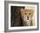 Cheetah (Acinonyx Jubatus) Cub, Masai Mara, Kenya, East Africa, Africa-Sergio Pitamitz-Framed Photographic Print