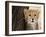 Cheetah (Acinonyx Jubatus) Cub, Masai Mara, Kenya, East Africa, Africa-Sergio Pitamitz-Framed Photographic Print