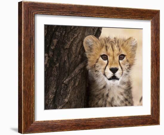 Cheetah (Acinonyx Jubatus) Cub, Masai Mara, Kenya, East Africa, Africa-Sergio Pitamitz-Framed Photographic Print