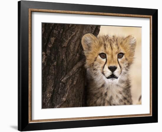 Cheetah (Acinonyx Jubatus) Cub, Masai Mara, Kenya, East Africa, Africa-Sergio Pitamitz-Framed Photographic Print