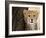 Cheetah (Acinonyx Jubatus) Cub, Masai Mara, Kenya, East Africa, Africa-Sergio Pitamitz-Framed Photographic Print