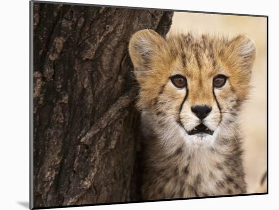 Cheetah (Acinonyx Jubatus) Cub, Masai Mara, Kenya, East Africa, Africa-Sergio Pitamitz-Mounted Photographic Print