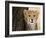 Cheetah (Acinonyx Jubatus) Cub, Masai Mara, Kenya, East Africa, Africa-Sergio Pitamitz-Framed Photographic Print