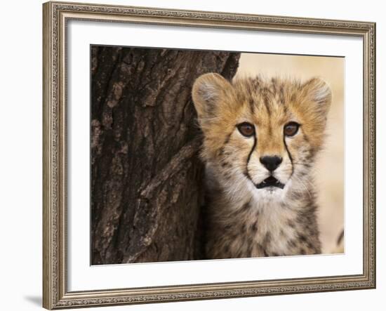 Cheetah (Acinonyx Jubatus) Cub, Masai Mara, Kenya, East Africa, Africa-Sergio Pitamitz-Framed Photographic Print