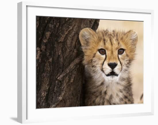 Cheetah (Acinonyx Jubatus) Cub, Masai Mara, Kenya, East Africa, Africa-Sergio Pitamitz-Framed Photographic Print