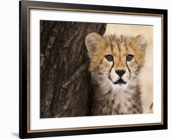 Cheetah (Acinonyx Jubatus) Cub, Masai Mara, Kenya, East Africa, Africa-Sergio Pitamitz-Framed Photographic Print