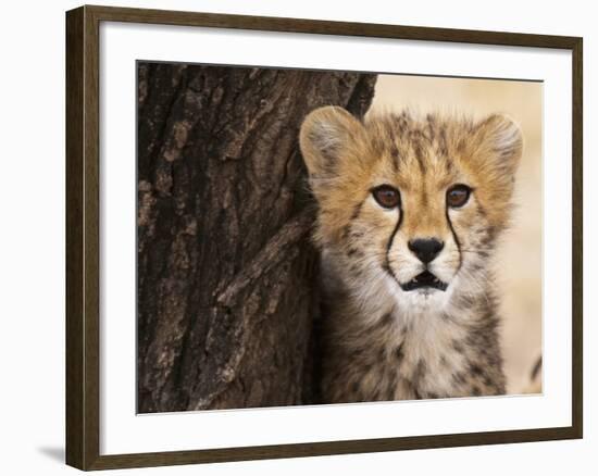 Cheetah (Acinonyx Jubatus) Cub, Masai Mara, Kenya, East Africa, Africa-Sergio Pitamitz-Framed Photographic Print