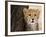 Cheetah (Acinonyx Jubatus) Cub, Masai Mara, Kenya, East Africa, Africa-Sergio Pitamitz-Framed Photographic Print