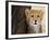 Cheetah (Acinonyx Jubatus) Cub, Masai Mara, Kenya, East Africa, Africa-Sergio Pitamitz-Framed Photographic Print