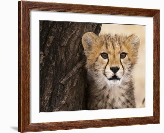 Cheetah (Acinonyx Jubatus) Cub, Masai Mara, Kenya, East Africa, Africa-Sergio Pitamitz-Framed Photographic Print