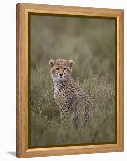 Cheetah (Acinonyx Jubatus) Cub, Serengeti National Park, Tanzania, East Africa, Africa-James Hager-Framed Premier Image Canvas