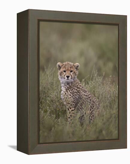 Cheetah (Acinonyx Jubatus) Cub, Serengeti National Park, Tanzania, East Africa, Africa-James Hager-Framed Premier Image Canvas